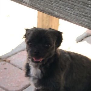 Meet your Posher, Cole